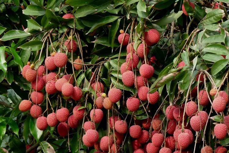 如何选择荔枝烘干机改善荔枝干果？