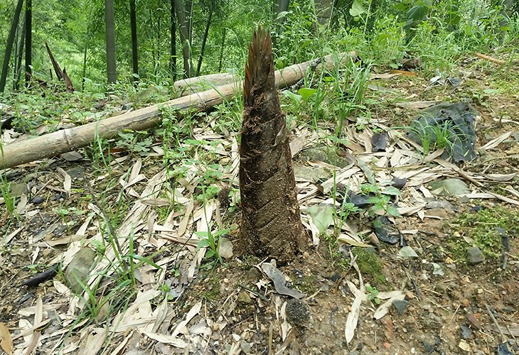 福建省漳州市芗城区客户闽笋干干燥烘干粉色应用黄色软件