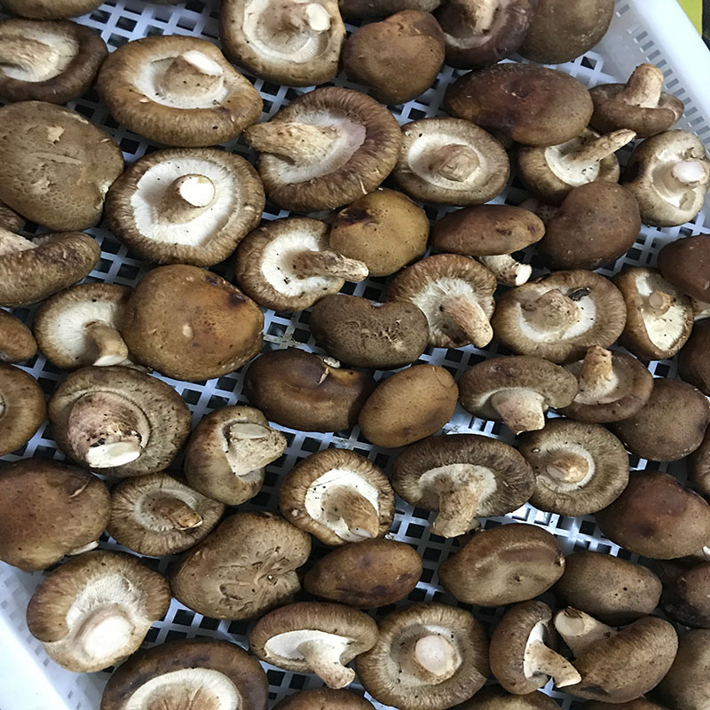 湖北省京山县的菇农代表选用粉色视频污下载粉色视频污下载食用菌烘干机模块即香菇烘干机